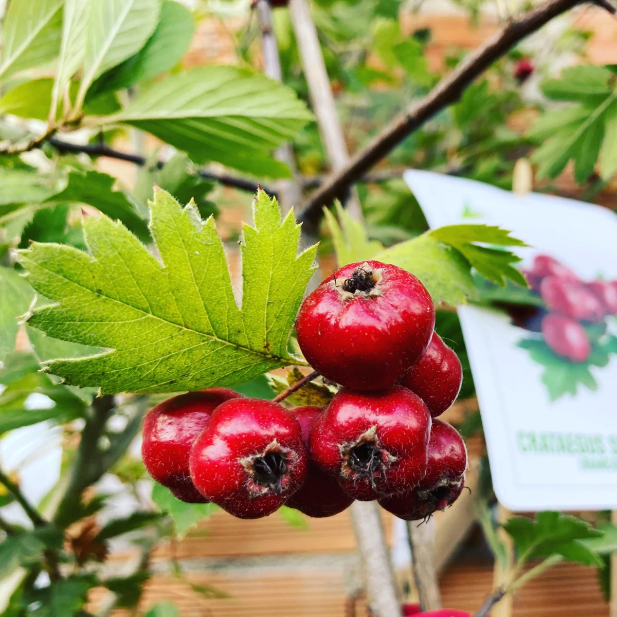 CRATAEGUS SCHRADERIANA - BIANCOSPINO BLU