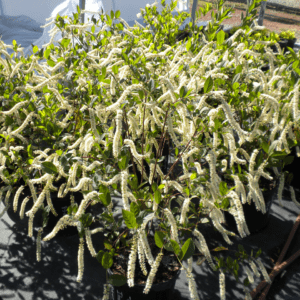 ITEA VIRGINICA (VAR. LOVE CHILD)