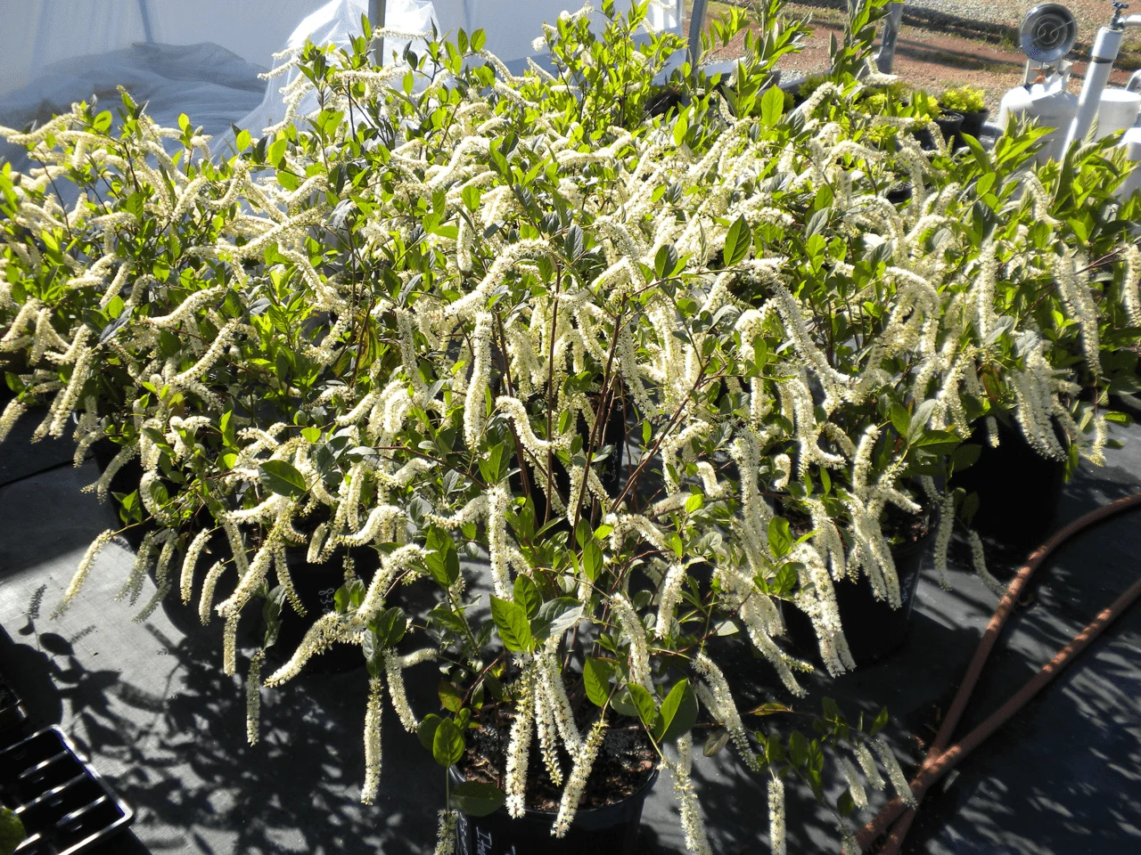 ITEA VIRGINICA (VAR. LOVE CHILD)