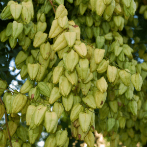 ALBERO DELLE LANTERNE CINESI - KOELREUTERIA PANICULATA