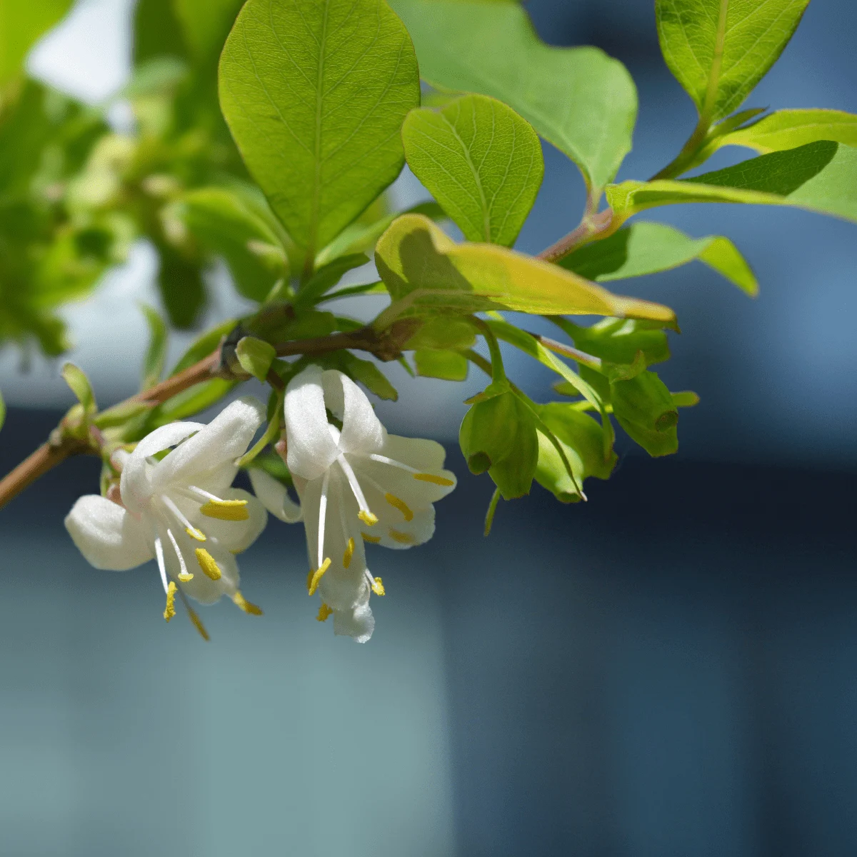 CAPRIFOGLIO ODOROSO - LONICERA FRAGRANTISSIMA