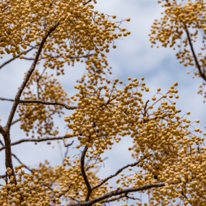 ALBERO DEI ROSARI - MELIA AZEDARACH