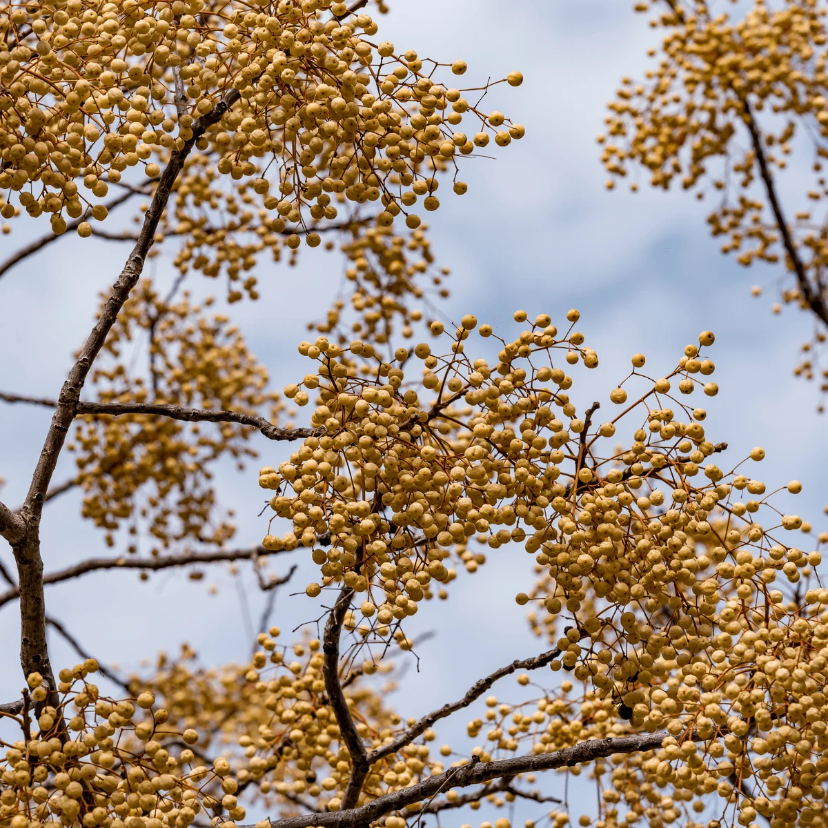 Alberi da Fiore