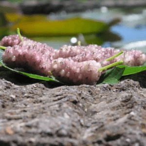 MORUS ALBA (VAR. EMMANUELLE) - GELSO BIANCO