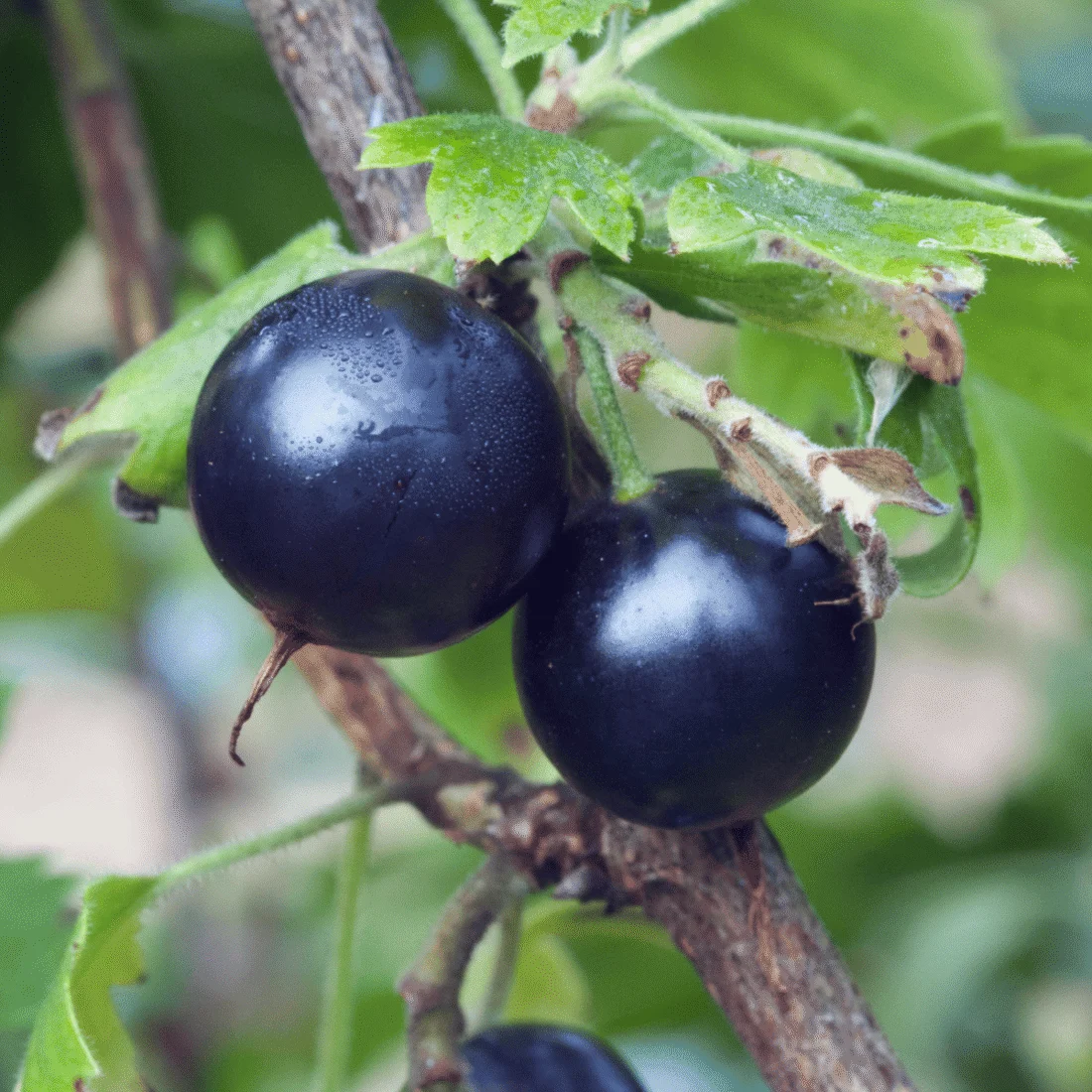 Ribes odoroso