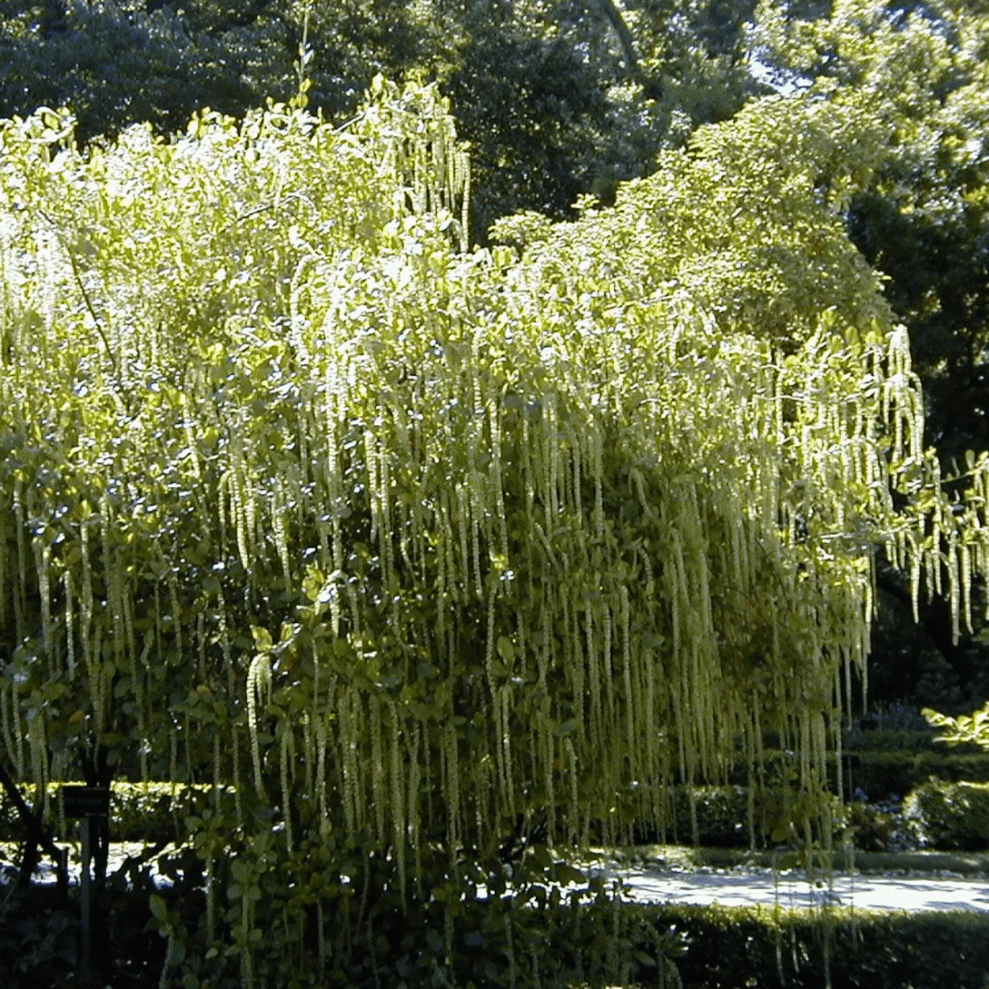 Itea