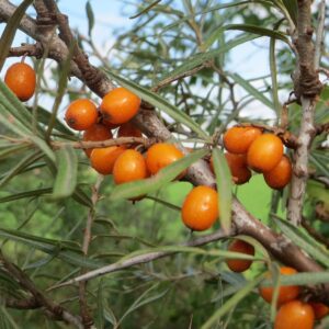 HIPPOPHAE RHAMNOIDES - OLIVELLO SPINOSO (VAR. EVA)