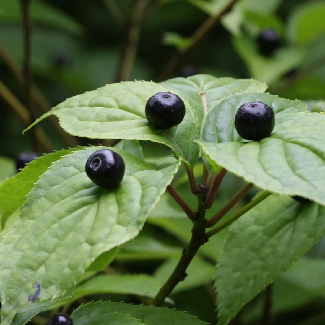 Helwingia giapponese femmina