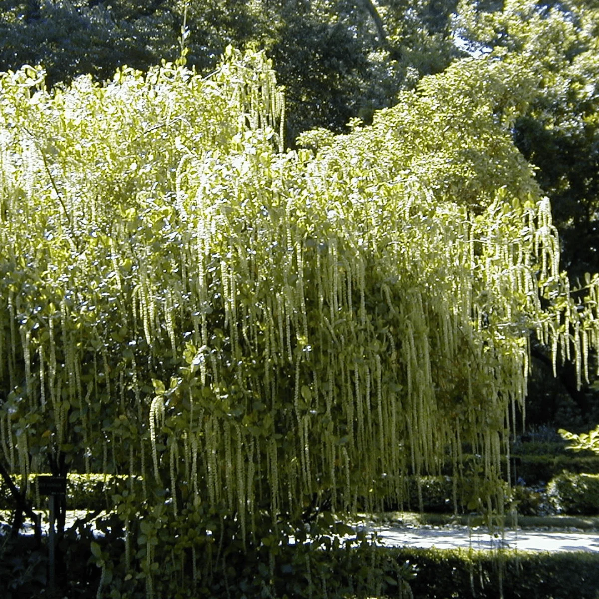 ITEA ILICIFOLIA